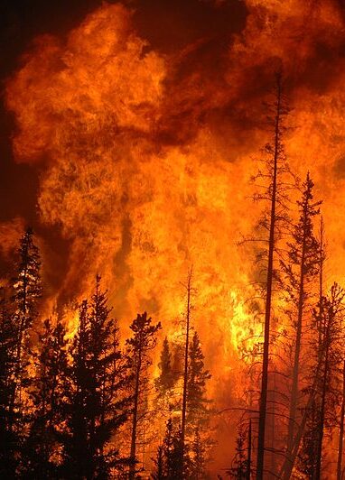 A vicious forest fire rages on