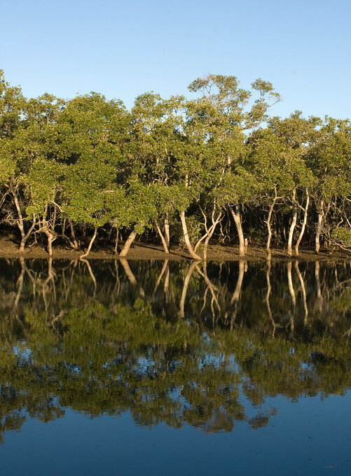 Mangrove trees line the water of a canal