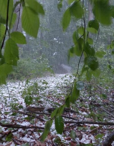 A hailstorm coats a forest view.