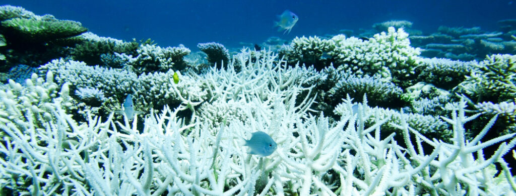 A coral, severely bleached to white