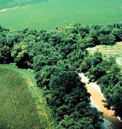 A well-preserved natural riparian strip on a tributary to Lake Erie