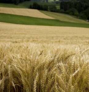 A wheat field on a Midwest farm