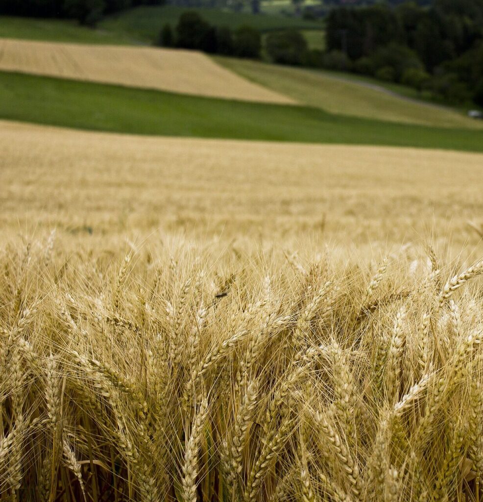 A wheat field on a Midwest farm