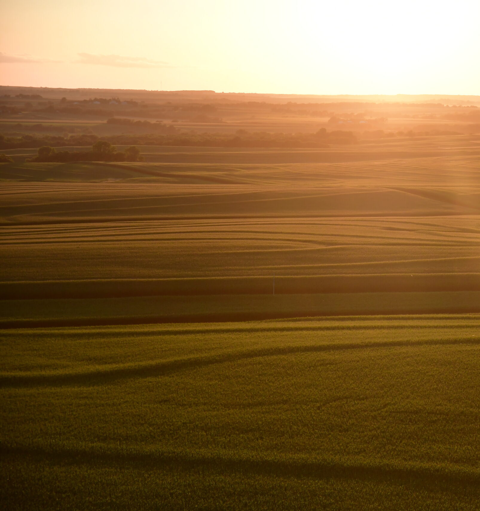 A sun peaks over the horizon of a flat, grassy field
