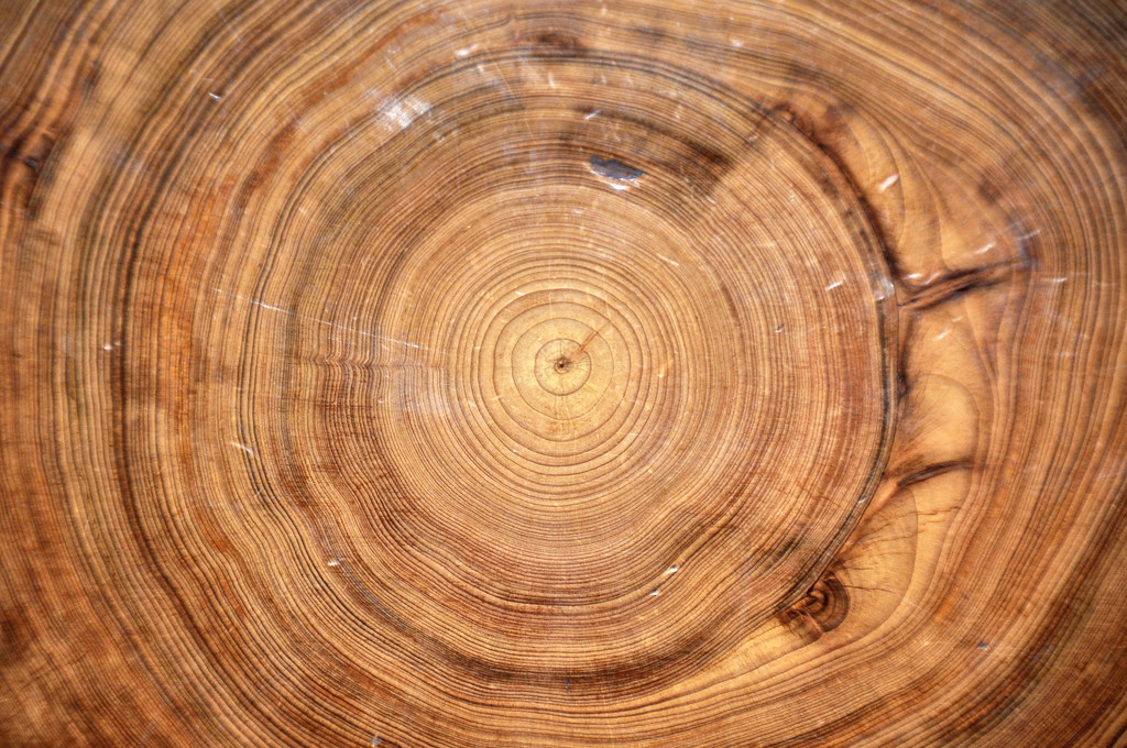 A close up of tree rings, which are the lightest brown on the inside and get progressively darker moving outward