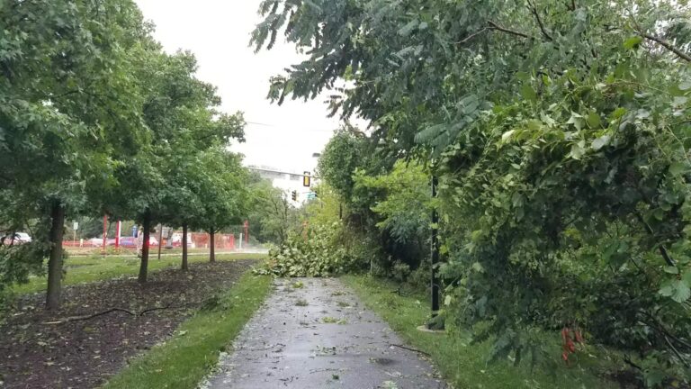 Tree debris covers the streets of College Park