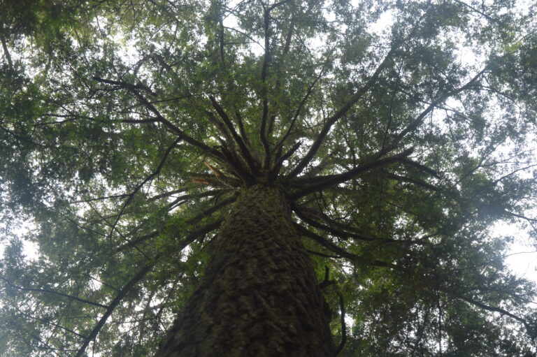 Old-growth eastern hemlock tree. CREDIT: Jody Peters