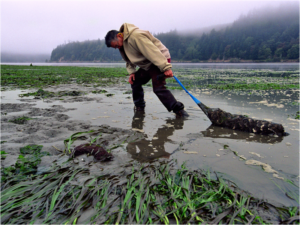 A MAN HARVESTS PACIFIC OYSTERS IN YAQUINA BAY, OREGON. PACIFIC OYSTER LARVAE ARE PARTICULARLY SUSCEPTIBLE TO OCEAN ACIDIFICATION. CREDIT: NOAA